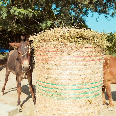 Farm stay Da Pudech *