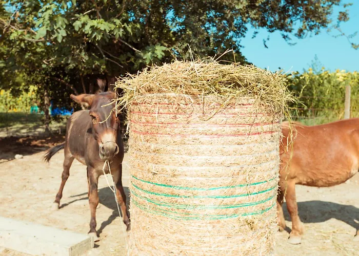 Farm stay Da Pudech *